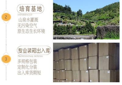 金針菇干貨 無硫食用菌農(nóng)產(chǎn)品在酒店與工業(yè)領(lǐng)域的批發(fā)應(yīng)用