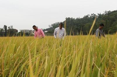 珠海有機(jī)米首獲名牌農(nóng)產(chǎn)品金獎(jiǎng)，開創(chuàng)健康食品新篇章