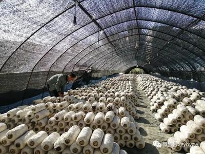 全力打造“產業新城、品質白云”系列報道之一 構建綠色健康新標桿——白云區食用農產品產業高質量發展觀察